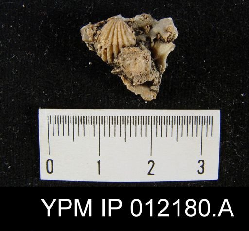 Hustedia papillata