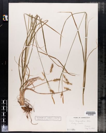 Carex sprengelii