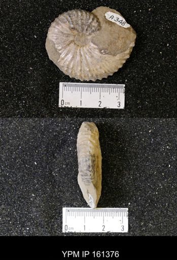 Jeletzkytes nebrascensis