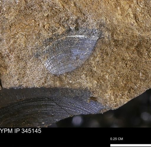 Limopsis striatopunctatus
