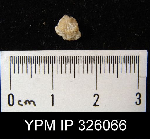 Proboscidella sp.