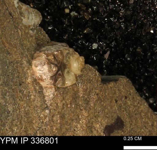 Baculites sp.