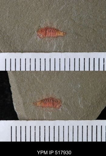 undet. Synziphosurina