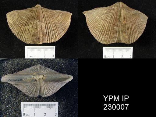 Neospirifer sp.