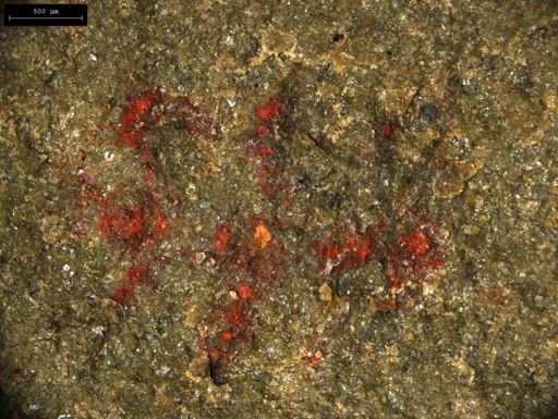 undet. Lobopodia