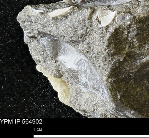 Oxytoma (Hypoxytoma) nebrascana