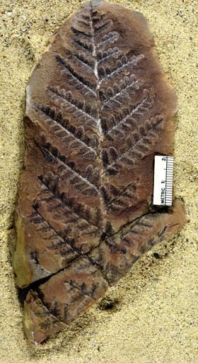Pecopteris