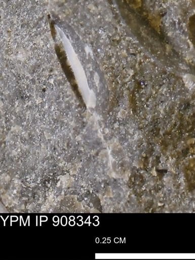 undet. Mollusca