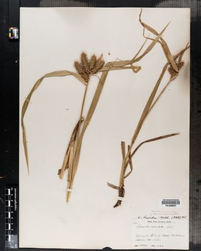 Carex lurida