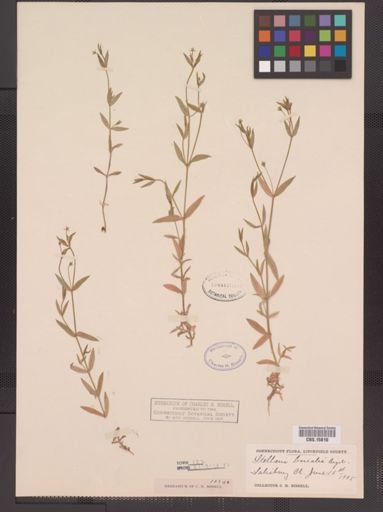 Stellaria calycantha