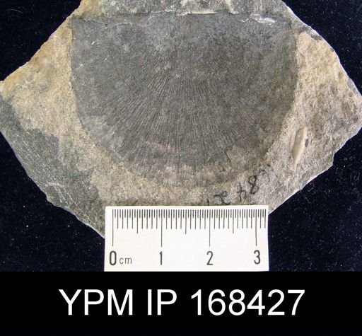 Stropheodonta beckii