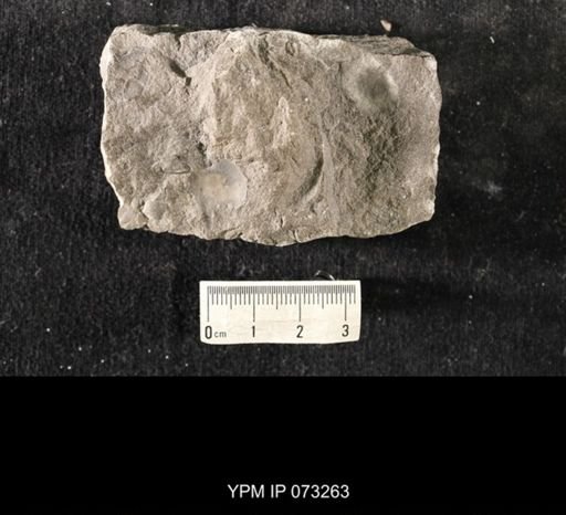 Isotelus canalis