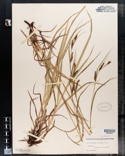 Carex davisii