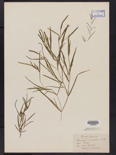 Potamogeton
