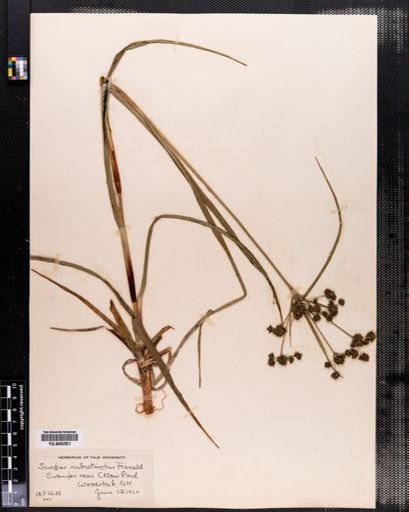 Scirpus rubrotinctus