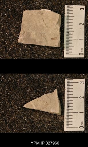 Hexapoda