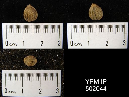 Hustedia mormoni