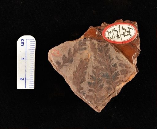 Sphenopteris pingelii