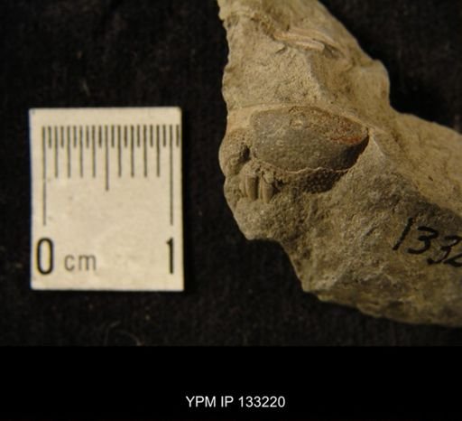 Phacops rana