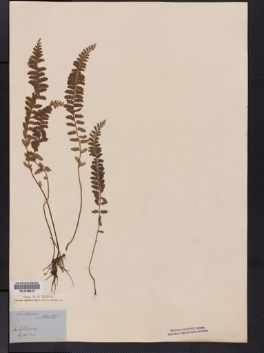 Lindsaea