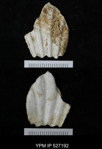 undet. Pectinidae