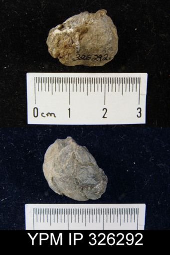 Orthotichia schuchertensis