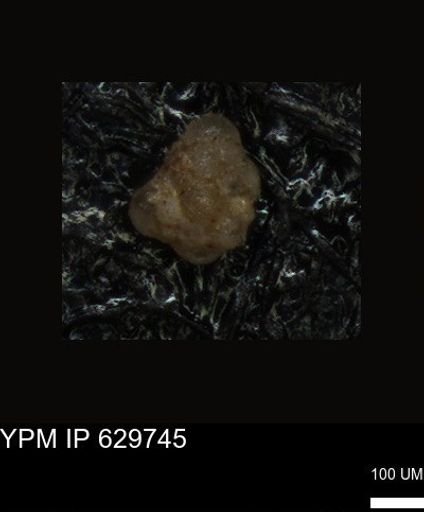 undet. Foraminiferida