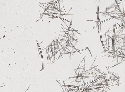 Didiscus sp.