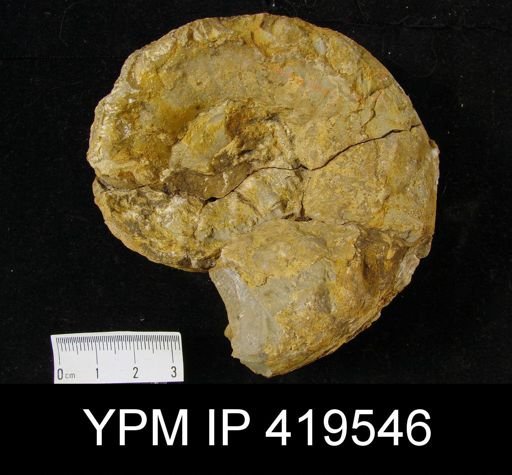 Hercoceras mirum