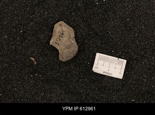 Clioscaphites vermiformis