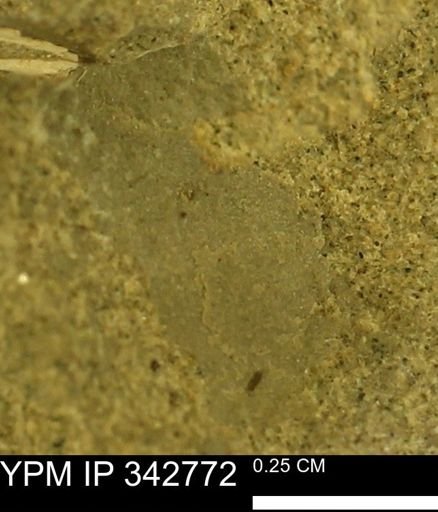undet. Mollusca