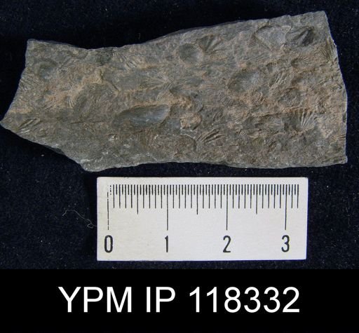 Delthyris crispa