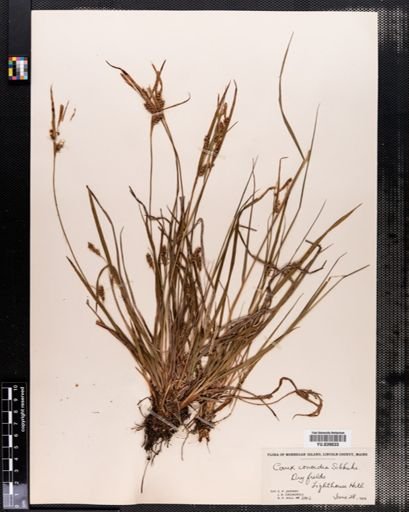 Carex conoidea