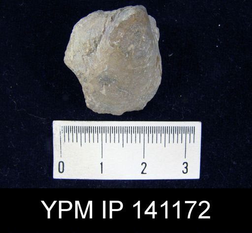 Striatifera sp.