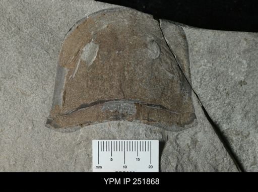 Eurypterus sp.