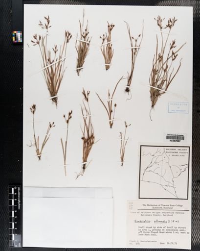 Plantae