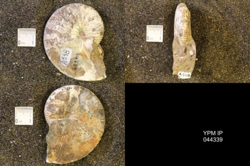 Hoploscaphites comprimus