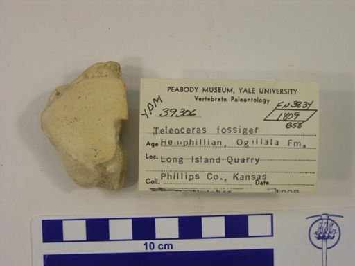 Teleoceras fossiger