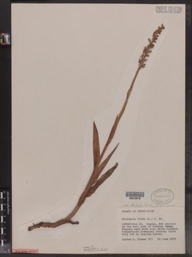 Habenaria flava