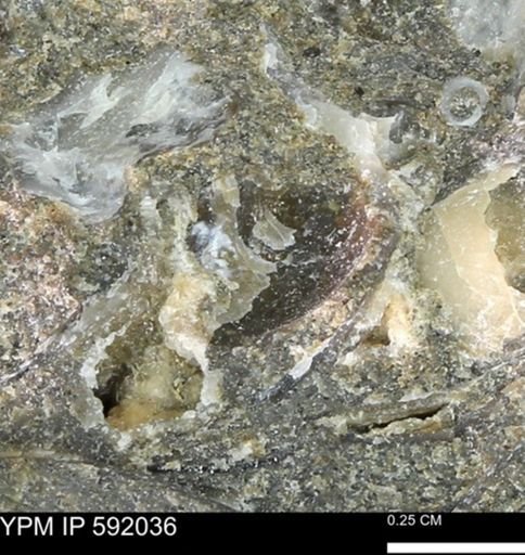 Ostrea translucida