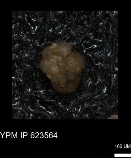 undet. Foraminiferida