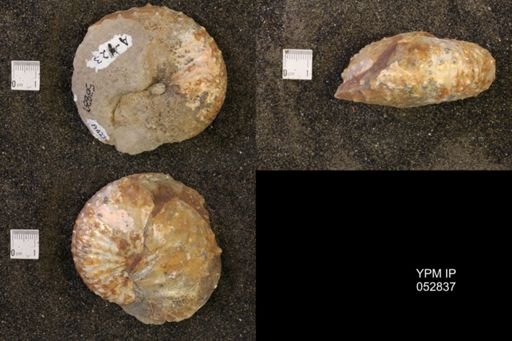 Discoscaphites gulosus