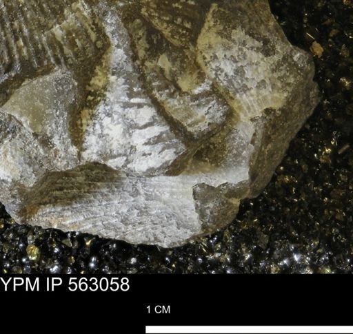 Oxytoma (Hypoxytoma) sp.