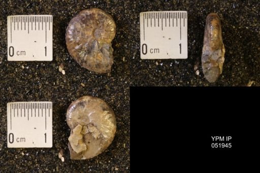 Hoploscaphites comprimus