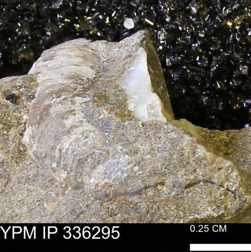 undet. Ammonoidea