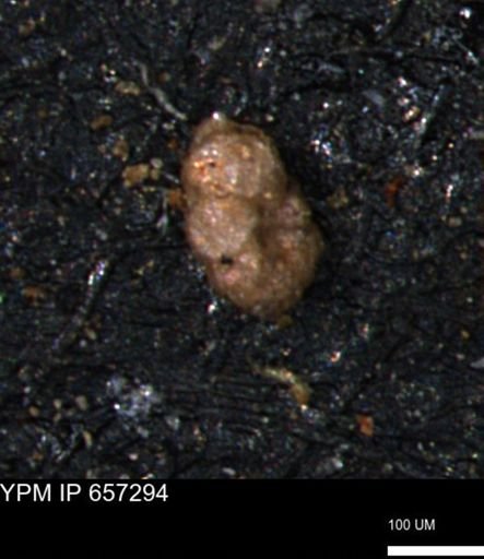 Alveolophragmium linki