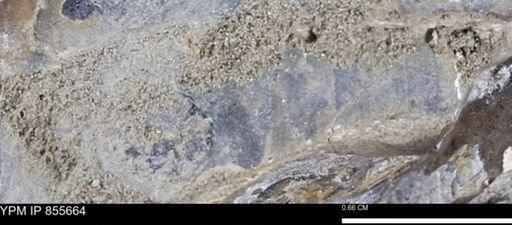 undet. Teredinidae