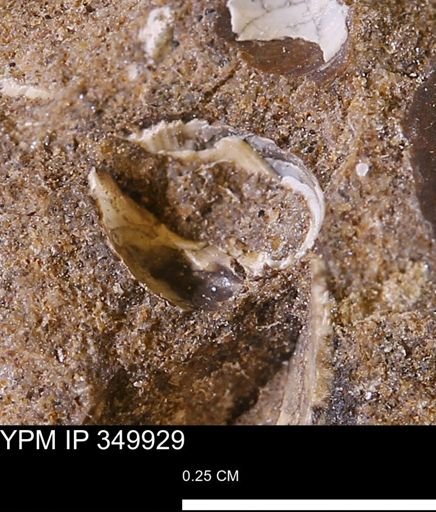 undet. Mollusca