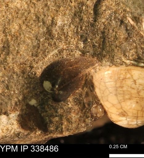 Protocardia subquadrata