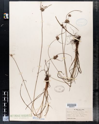 Cyperus filiculmis